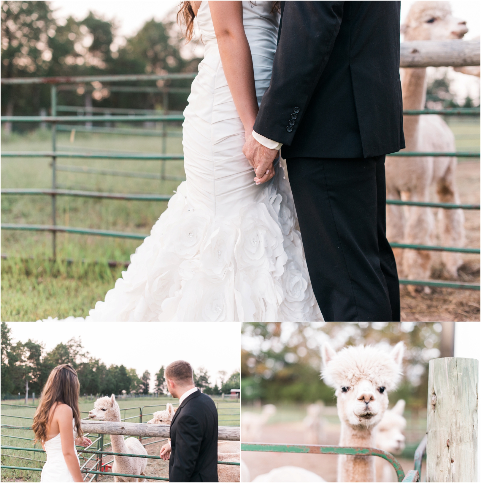 alpacas-in-wedding-photos-maryland