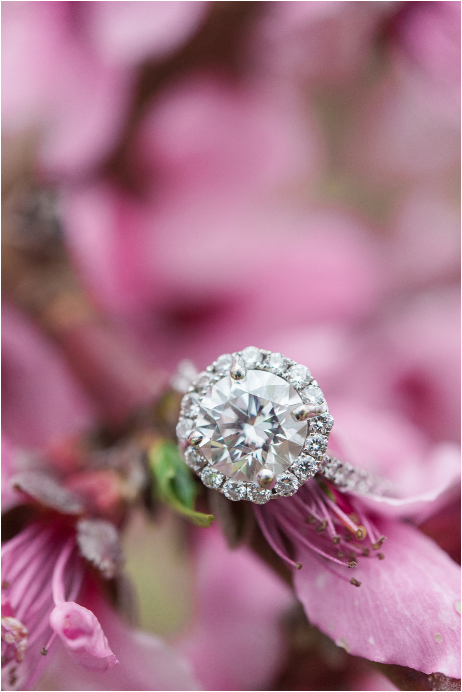 pink flower farm engagement session ring