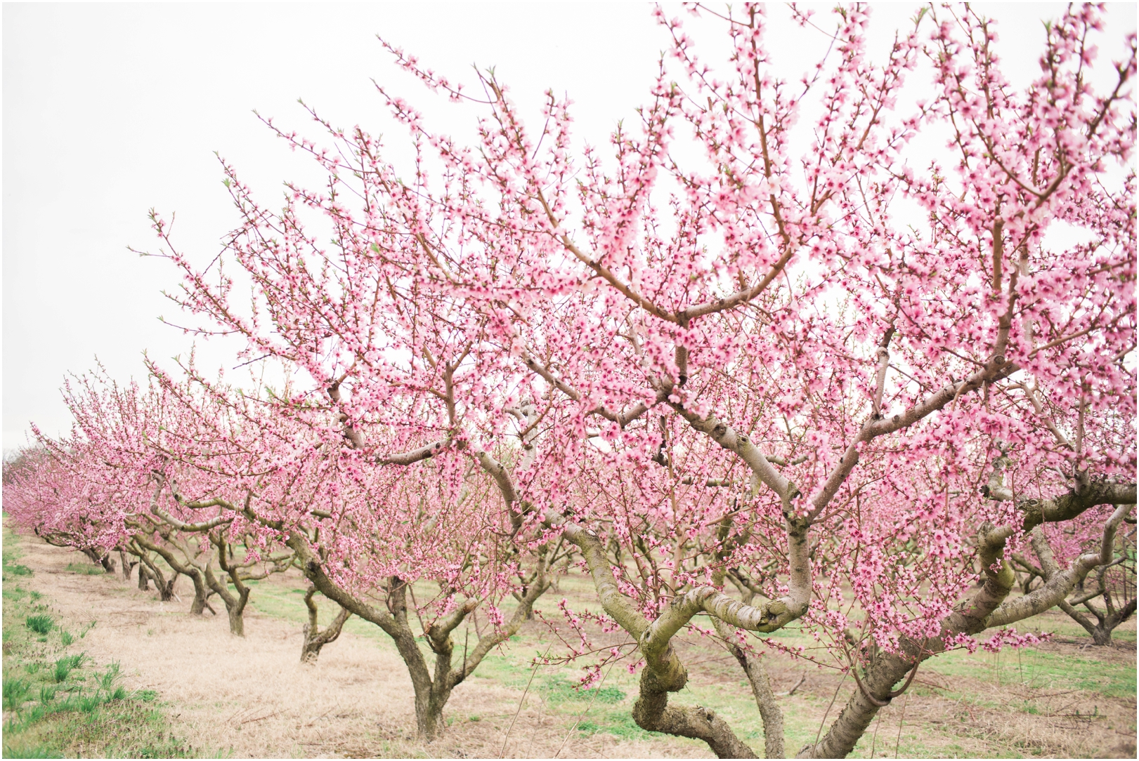 Swann Farm Peach Blossoms